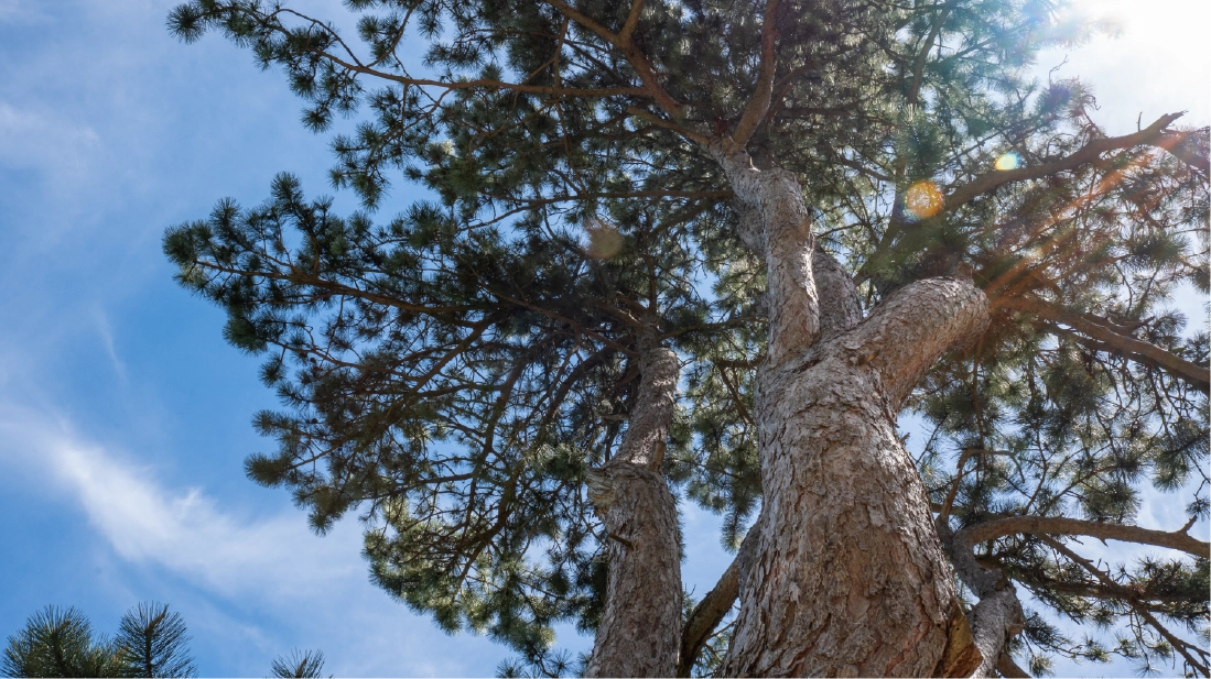 Il Pino Solitario